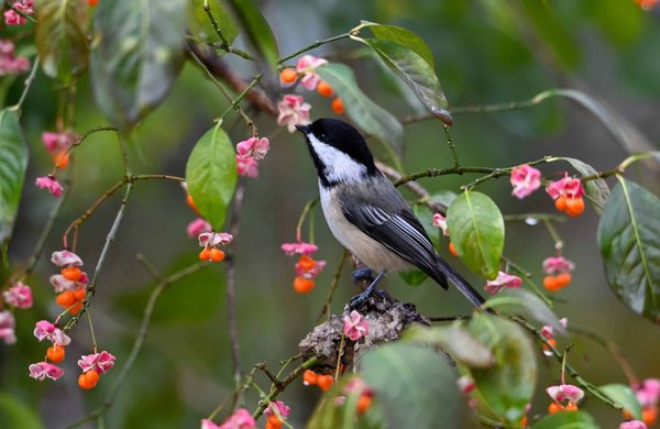 Quel est le rôle des facteurs environnementaux dans la performance des épreuves de ski de fond?